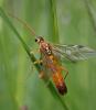 Tenthredopsis litterata